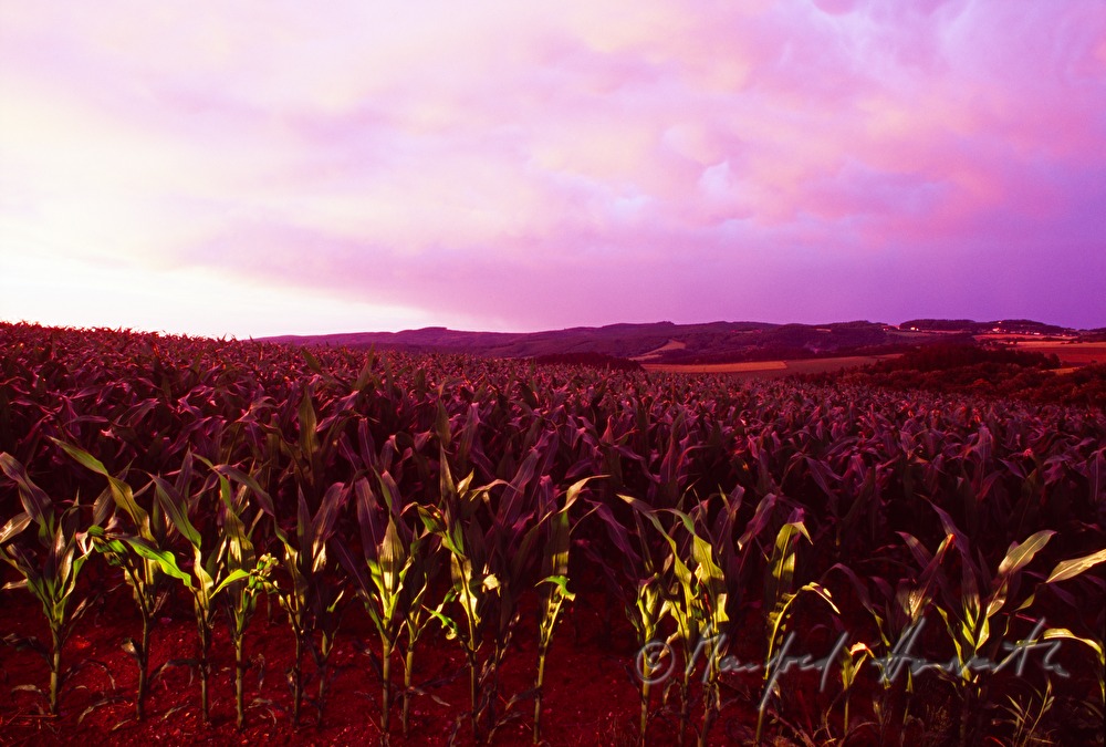 maize-field in the dawn