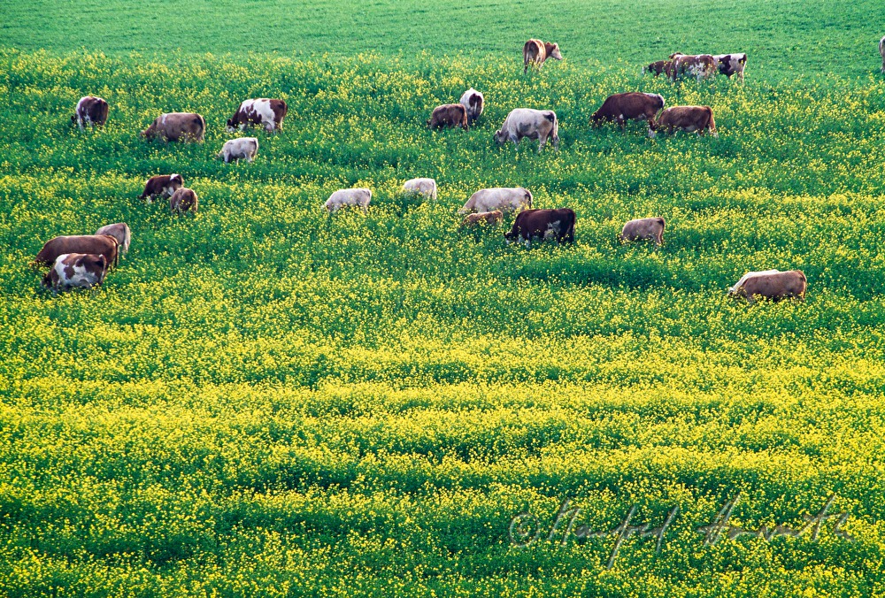 hayland with herd of cattle