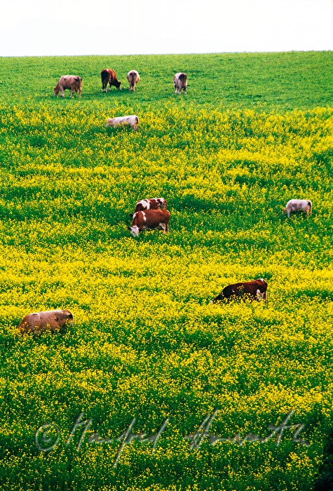 hayland with herd of cattle