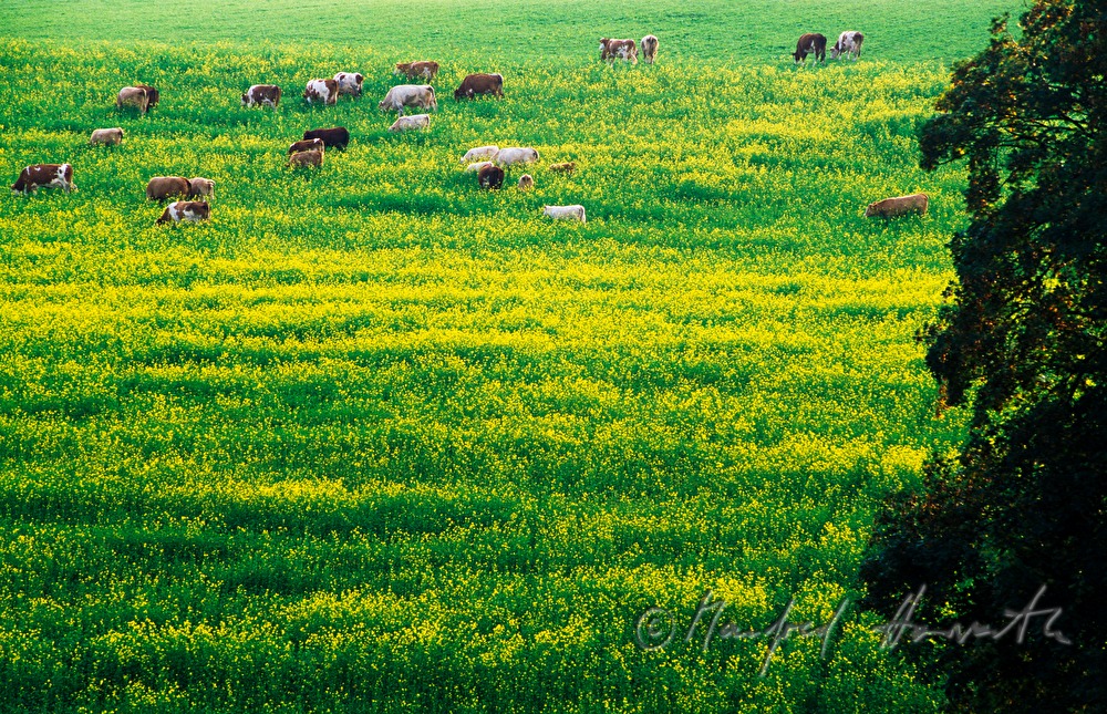 hayland with herd of cattle