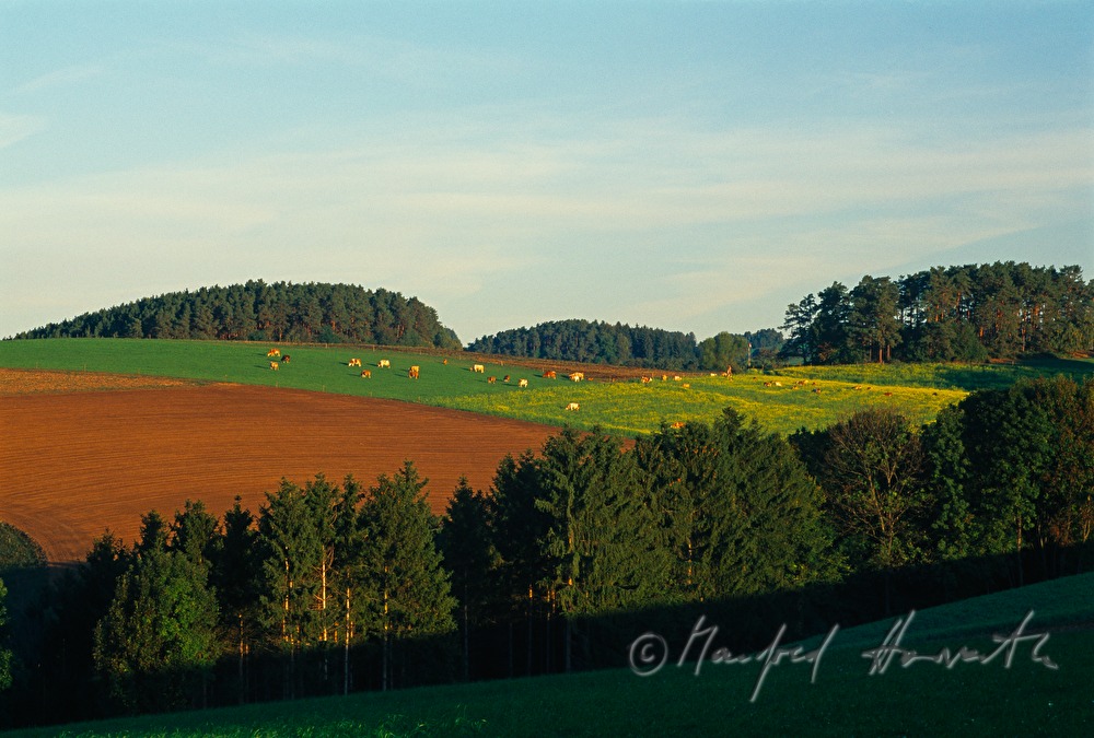 forest and hayland with herd of cattle