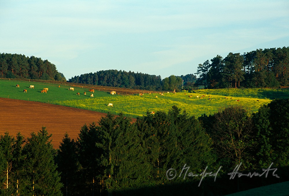 forest and hayland with herd of cattle