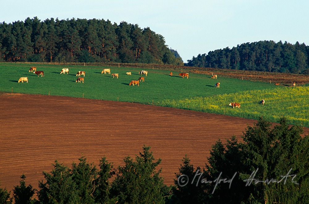 forest and hayland with herd of cattle