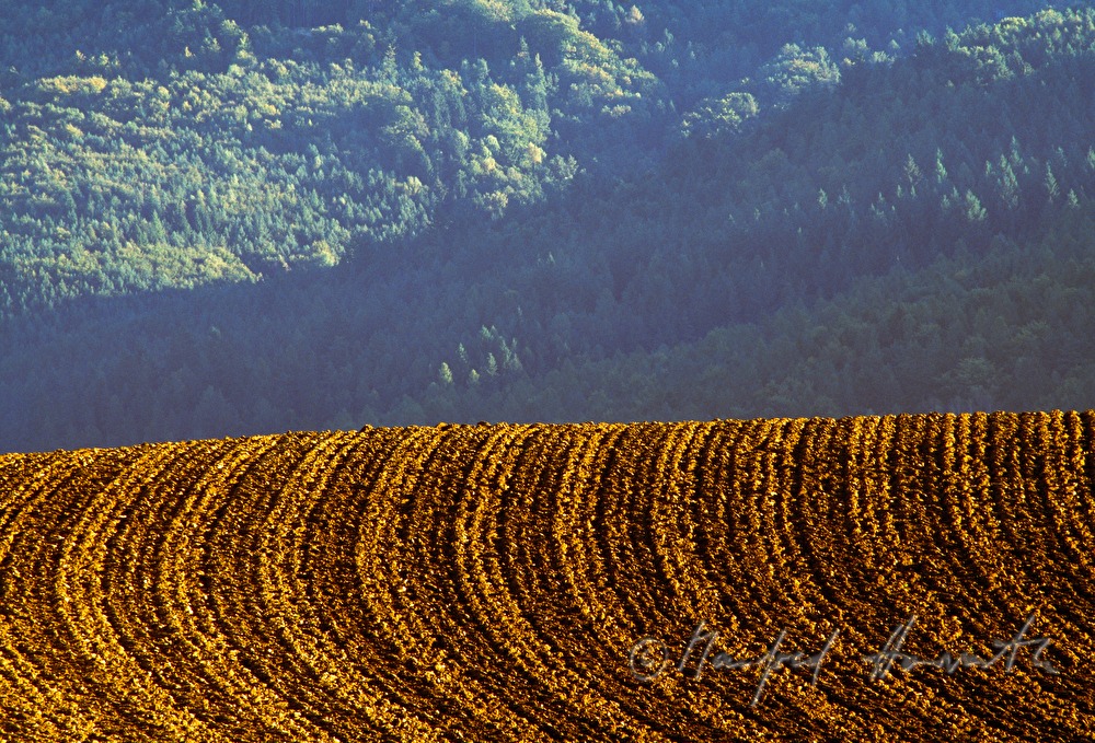 harvested maize field
