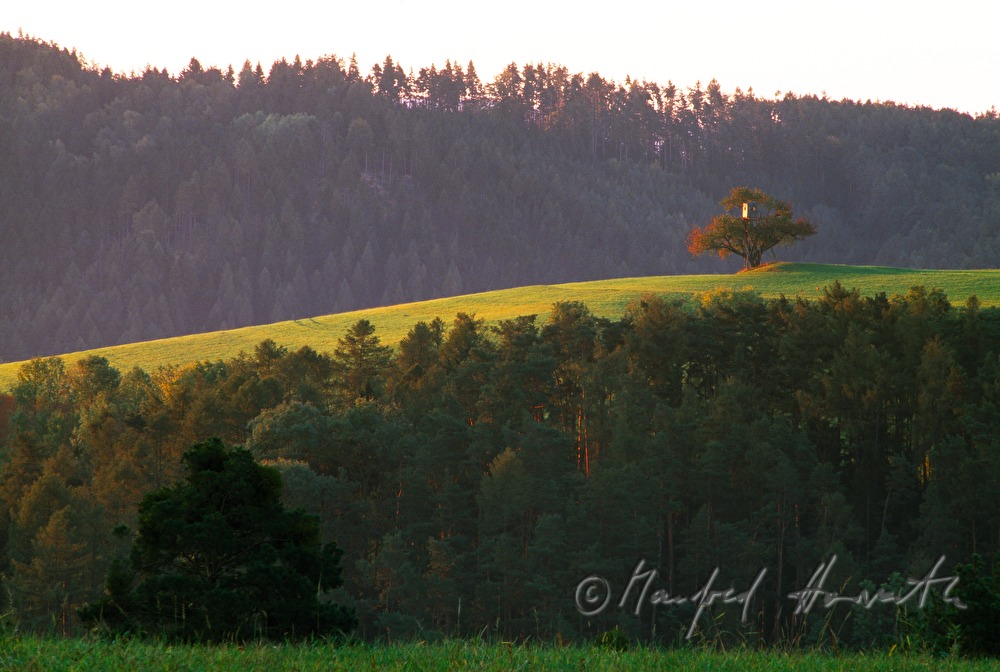 tree with deer stand in hilly landscape