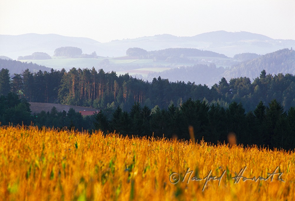 wavy landscape near Lichtenegg