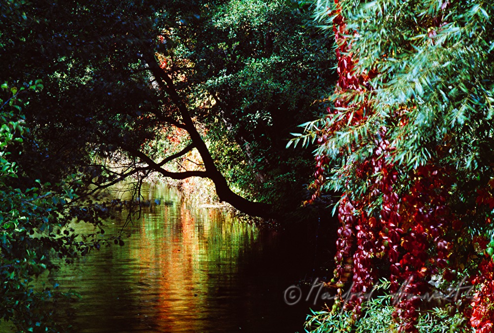 overgrown shores of river Kamp