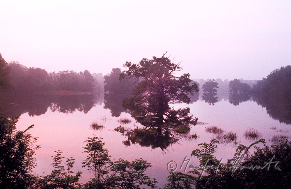 flooded alluvial land, oak tree