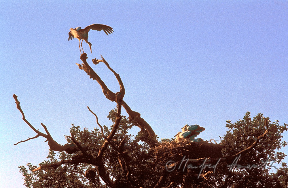 stork nest on oak tree, White Storks