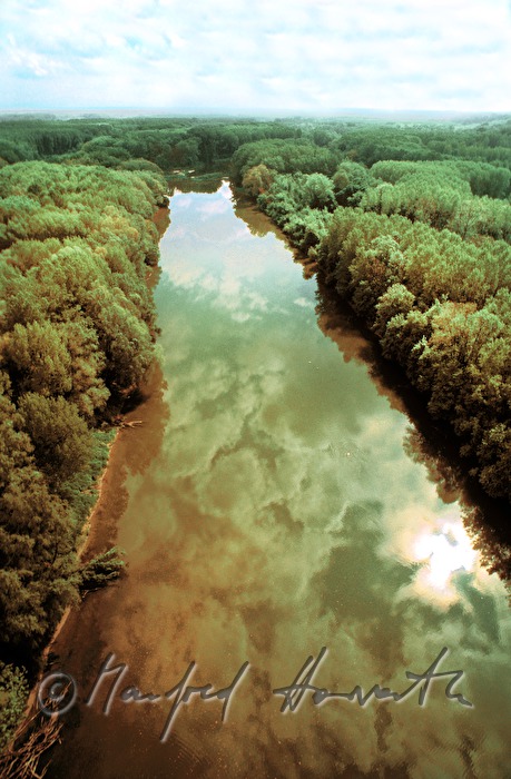lateral arm of the Danube, cotton wood forest