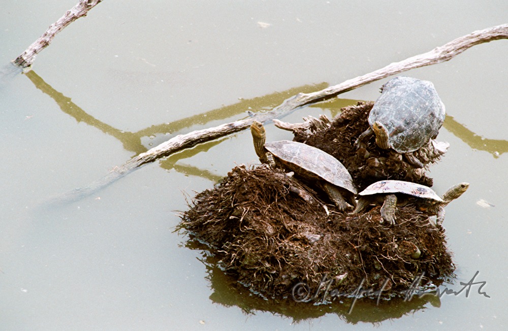 water turtles