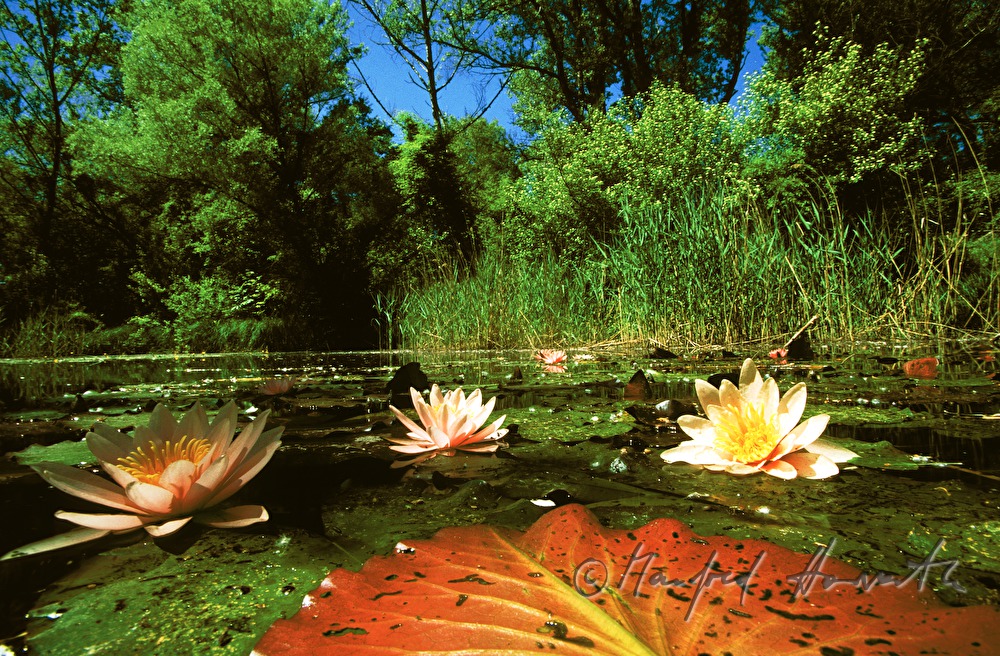 small lateral arm of the Danube, water lilies