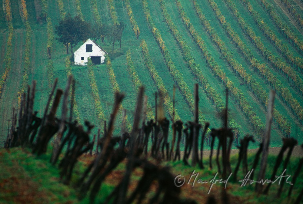 solitary wine cellar in a field