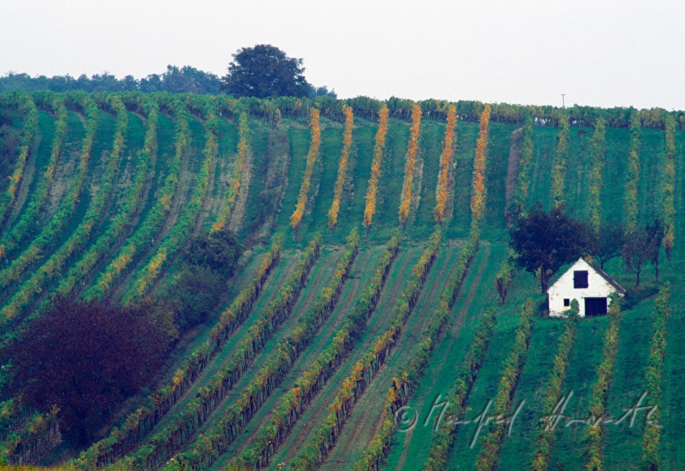 solitary wine cellar in a field