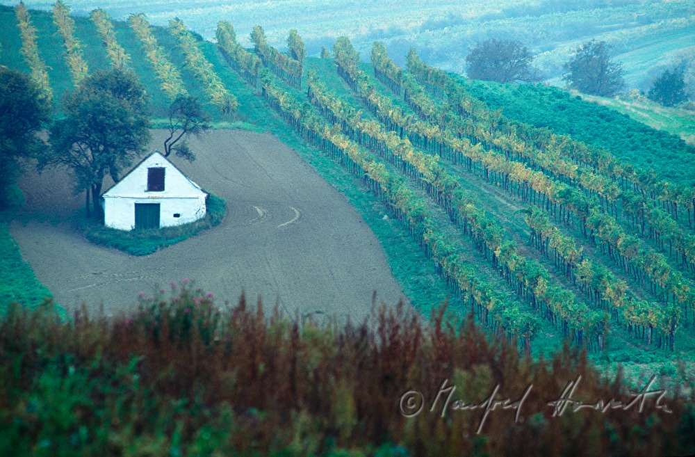 solitary wine cellar in a field