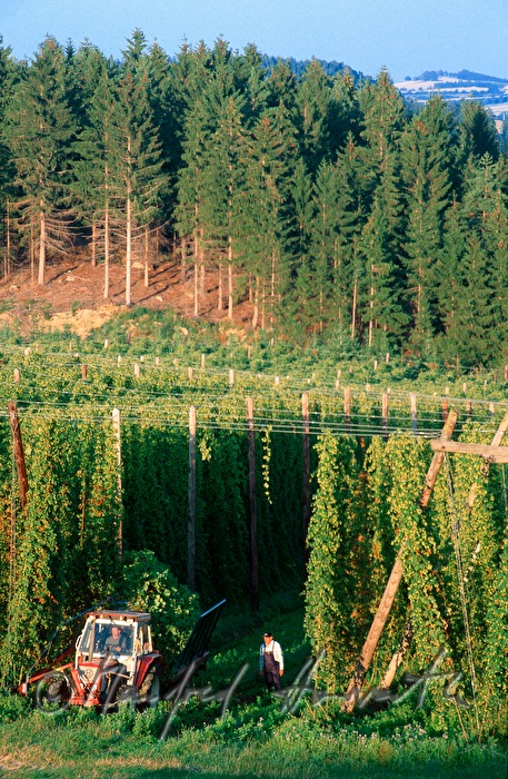 farmer in the hop plantage