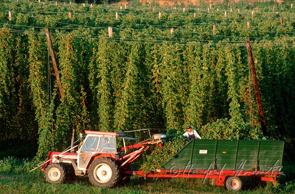 farmer in the hop plantage