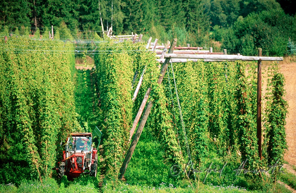farmer in the hop plantage