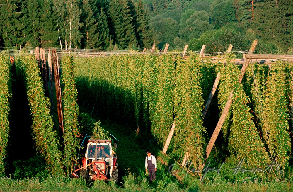 farmer in the hop plantage
