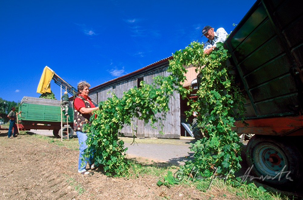 farmer iwith a trailer of hops