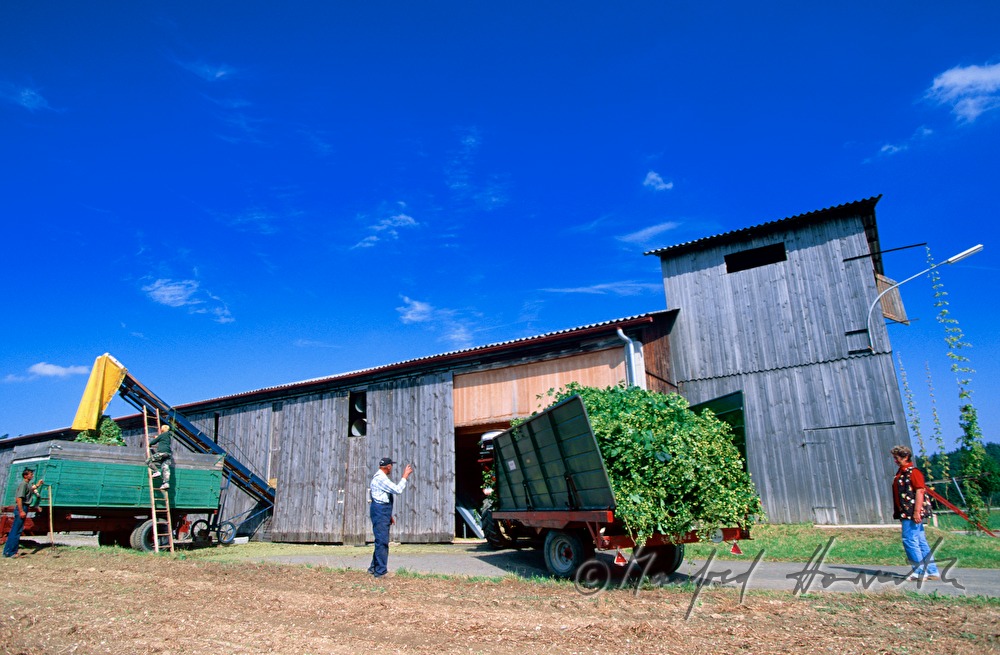 farmer iwith a trailer of hops