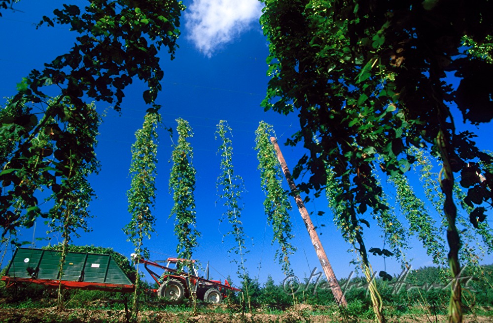 farmer in the hop plantage