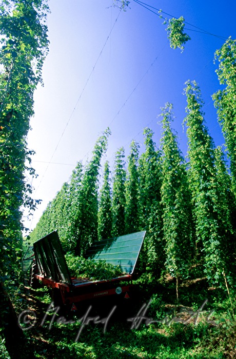 tractor with trailer in the hop plantage harvesting
