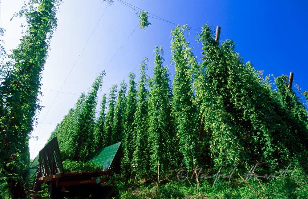 tractor with trailer in the hop plantage harvesting