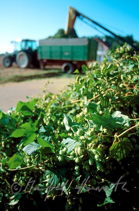 farmer iwith a trailer of hops