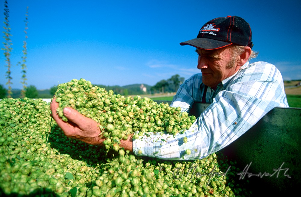 farmer testing the quality of the hops