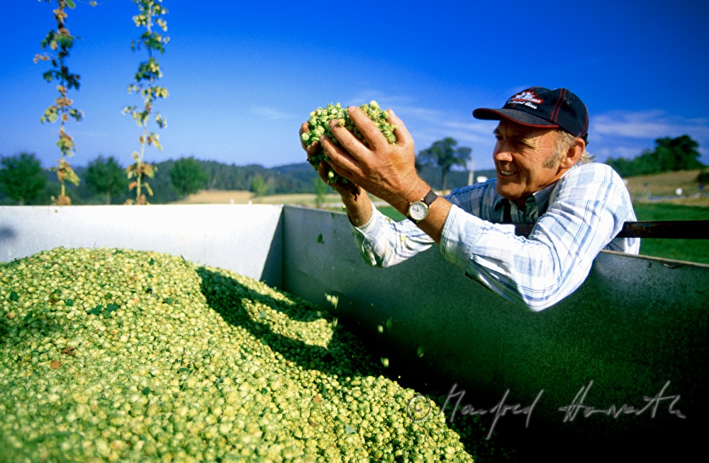 farmer testing the quality of the hops
