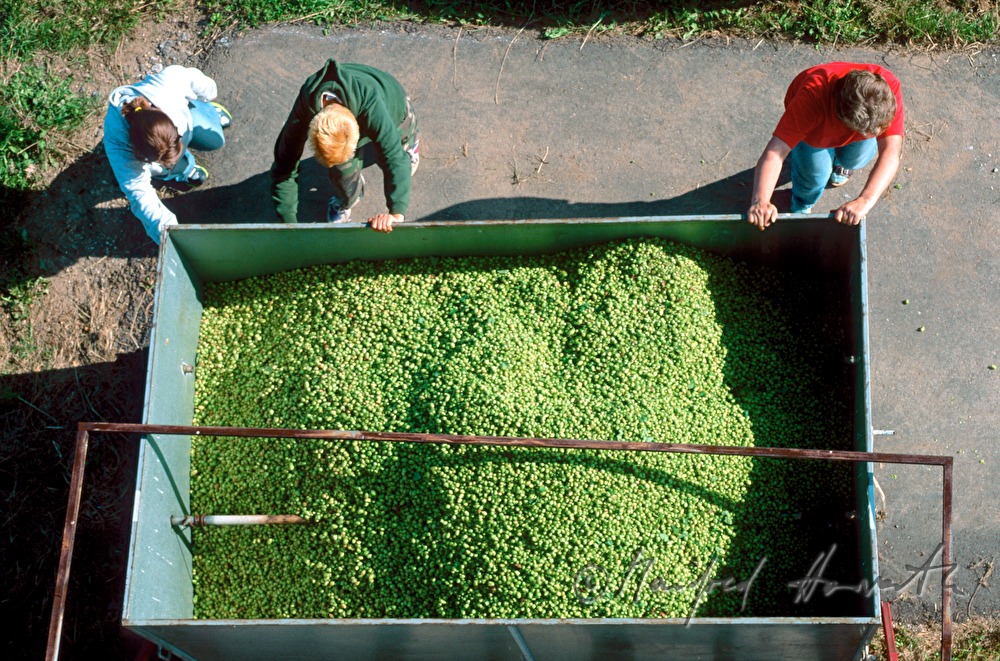 farmer iwith a trailer of hops