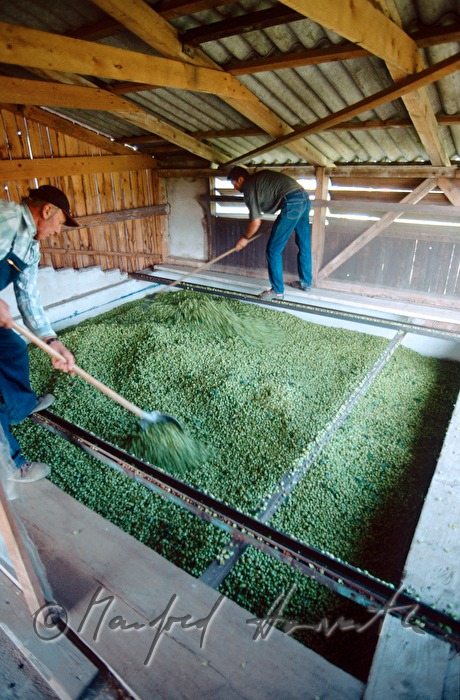 farmer mixes hops in the drying plant