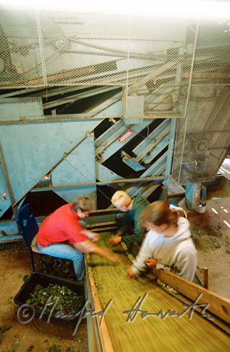 farmer mixes hops in the drying plant