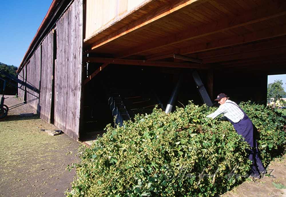 farmer testing the quality of the hops