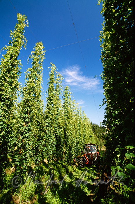tractor with trailer in the hop plantage harvesting