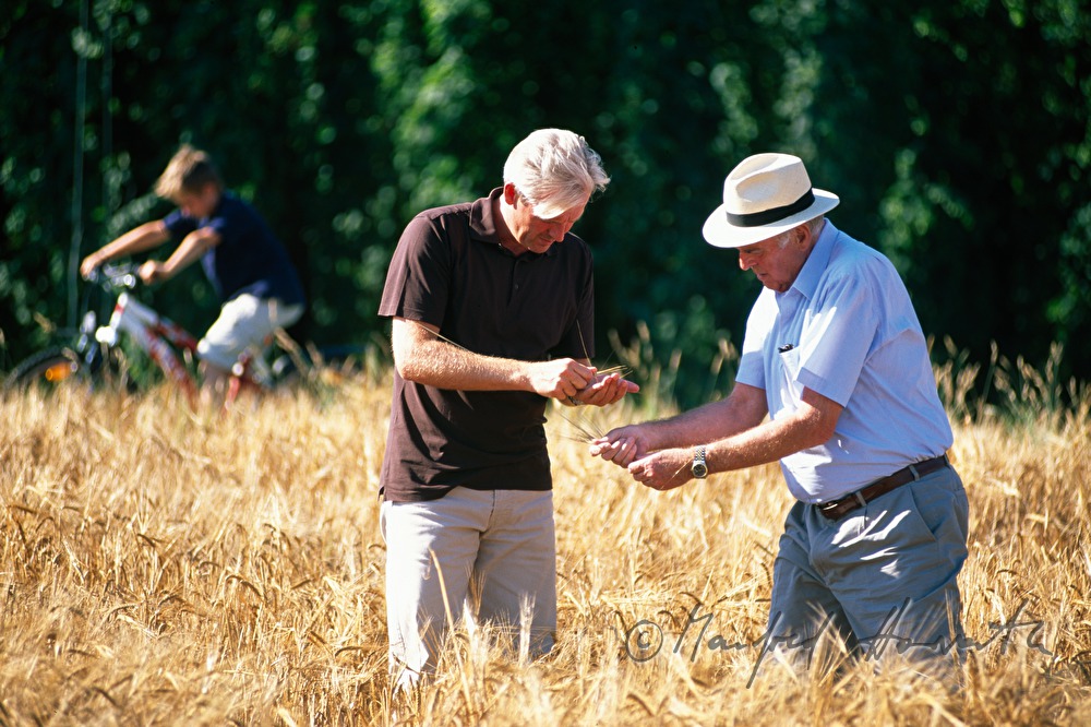 beer brewers controlling the quality of the barley