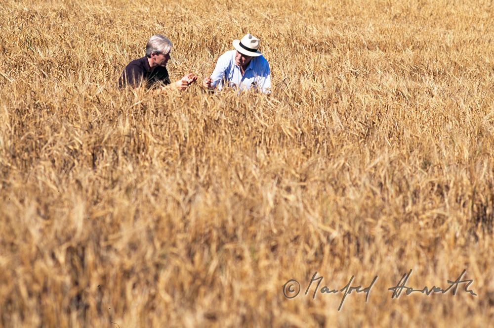 beer brewers controlling the quality of the barley