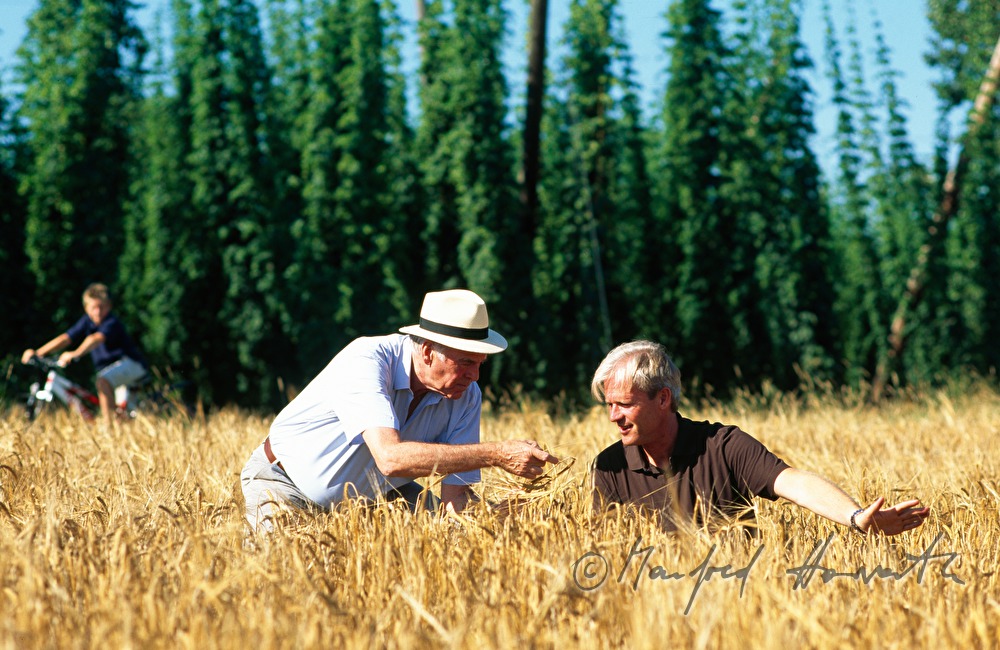 beer brewers controlling the quality of the barley