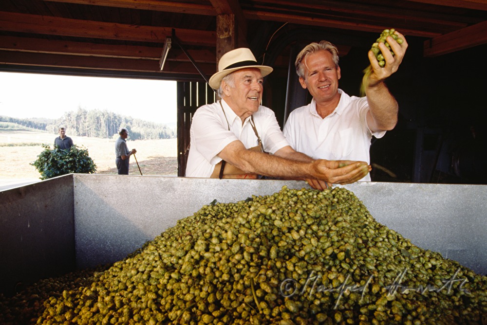 beer brewers controlling the quality of the hop
