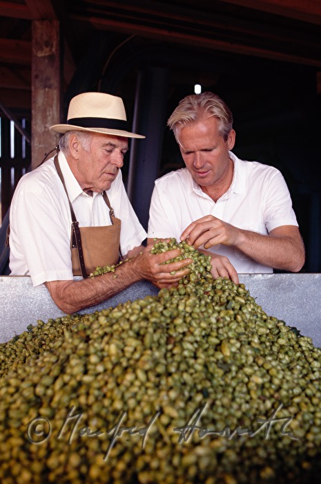 beer brewers controlling the quality of the hop