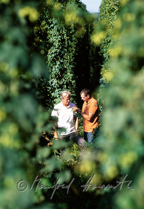 farmers in the hop plantage checking the quality of the crop