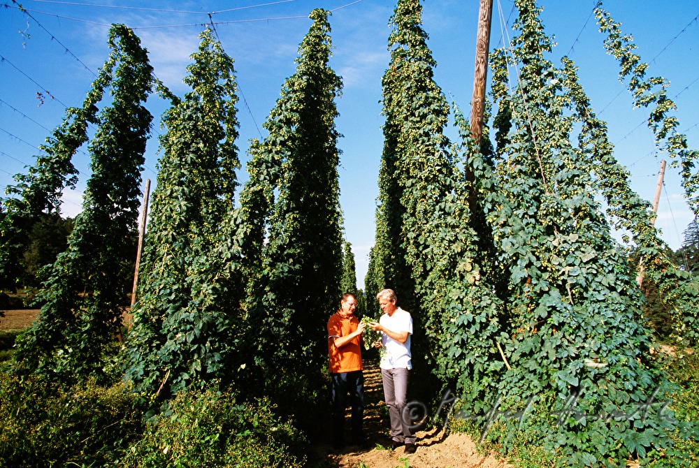 farmers in the hop plantage checking the quality of the crop