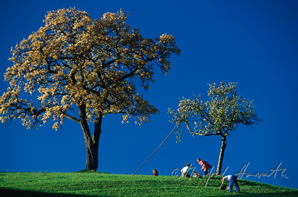 farmers harvesting apples and pears