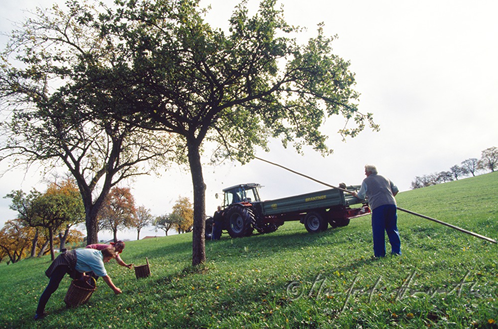 farmers harvesting apples