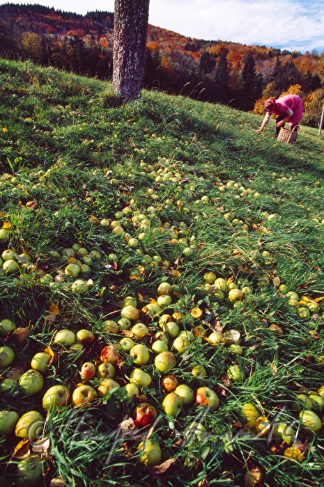 farmers harvesting apples