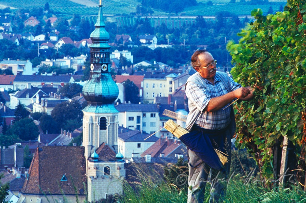a winegrower fixes grape vines