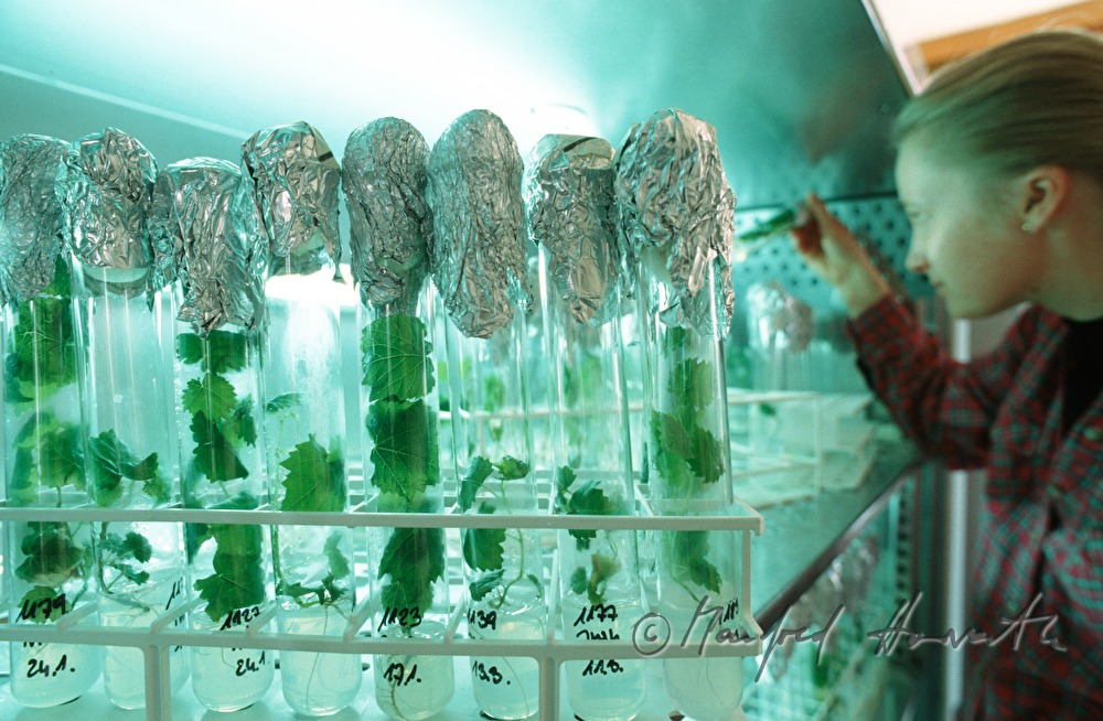 school for wine growing, biotechnology, vine grows in vitro