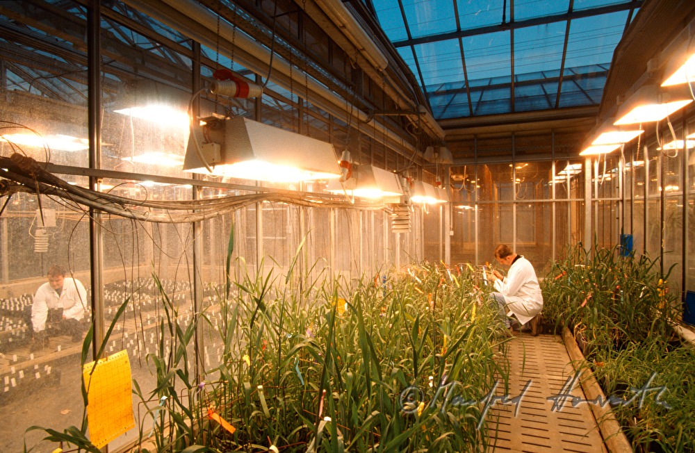 University for applies sciences, greenhouse