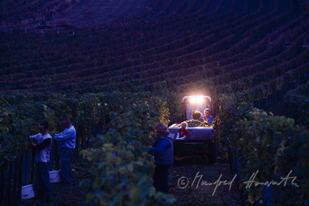 grape harvest in the evening